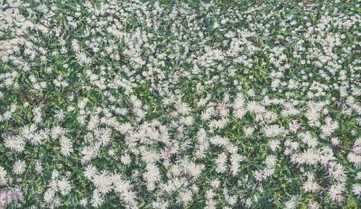 LittleFlowers_crop